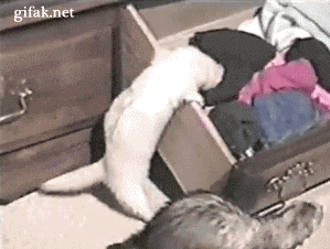 giphy (1)