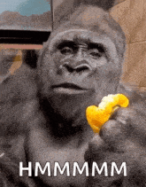 gorilla-side-eye